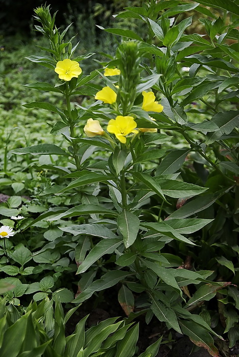 Изображение особи род Oenothera.