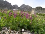 Hedysarum caucasicum