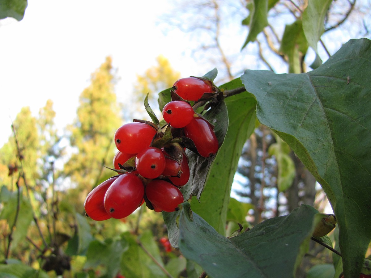 Изображение особи Lonicera ferdinandi.