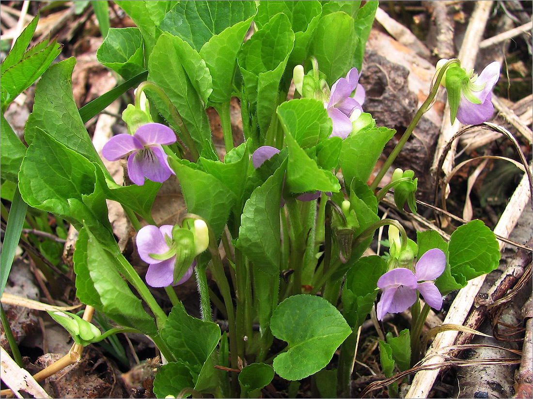 Изображение особи Viola mirabilis.