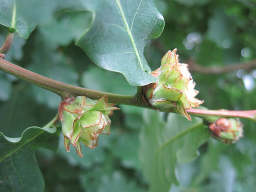 Image of Quercus robur specimen.
