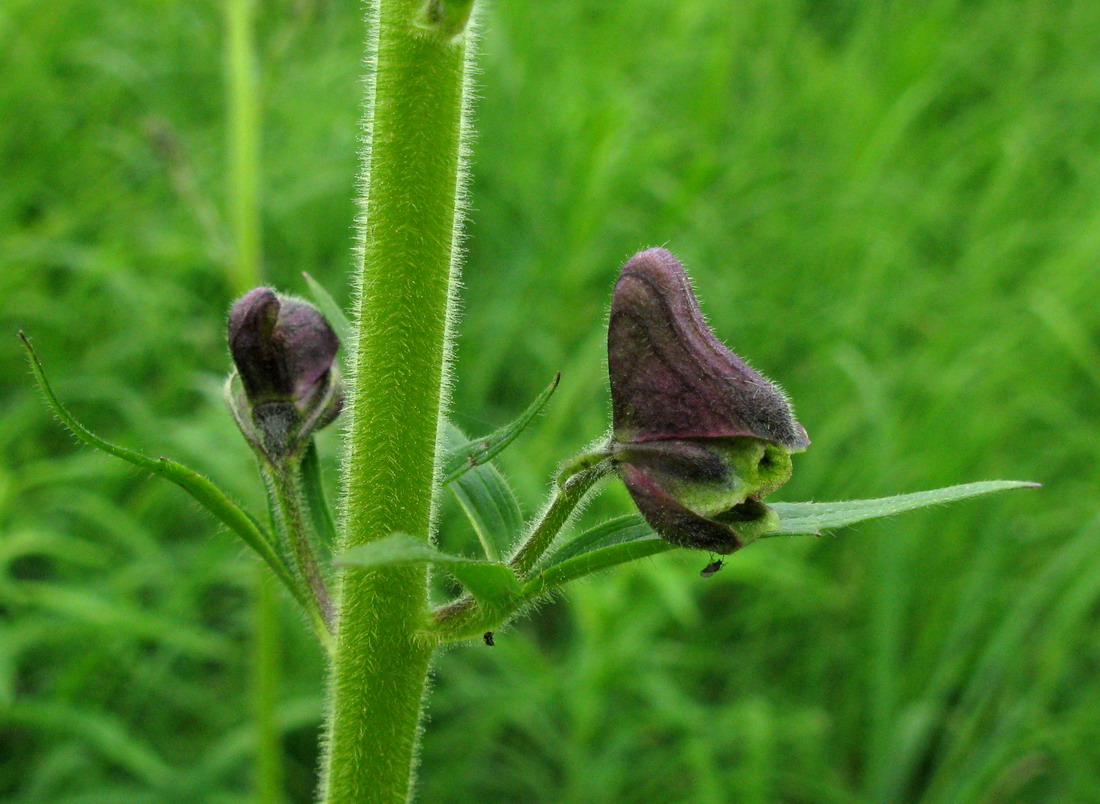 Изображение особи Aconitum czerepninii.