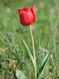 Tulipa suaveolens. Цветущее растение (красноцветковая форма) в степи. Украина, Донецкая обл., Новоазовский р-н, \"Хомутовская степь\". 28.04.2007.