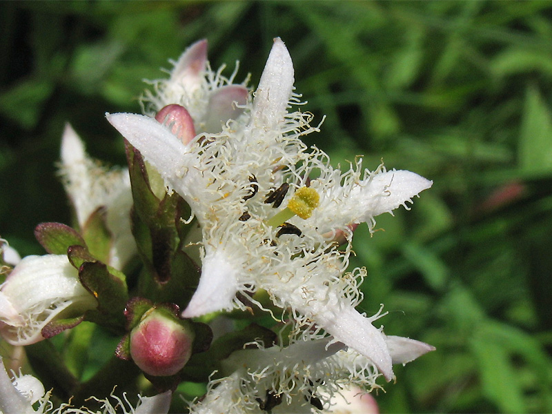 Изображение особи Menyanthes trifoliata.