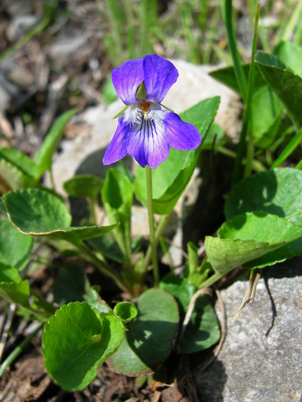 Image of Viola rupestris specimen.