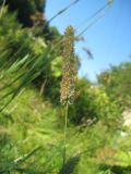 Phleum pratense. Соцветие. Сахалин, окр. г. Южно-Сахалинска. Август 2010 г.