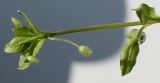 Image of taxon representative. Author is Валерий Куделя