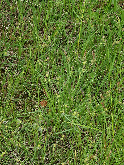 Image of genus Carex specimen.