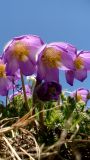 Pulsatilla violacea