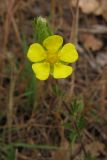 Potentilla