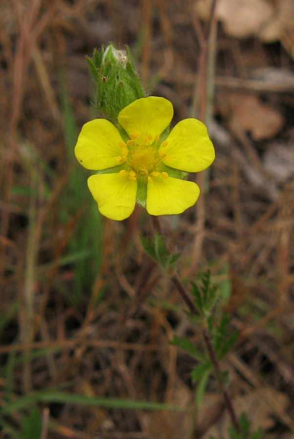 Изображение особи род Potentilla.