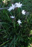 Simethis planifolia