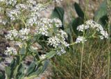 Lepidium cartilagineum