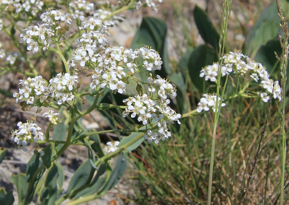 Image of Lepidium cartilagineum specimen.