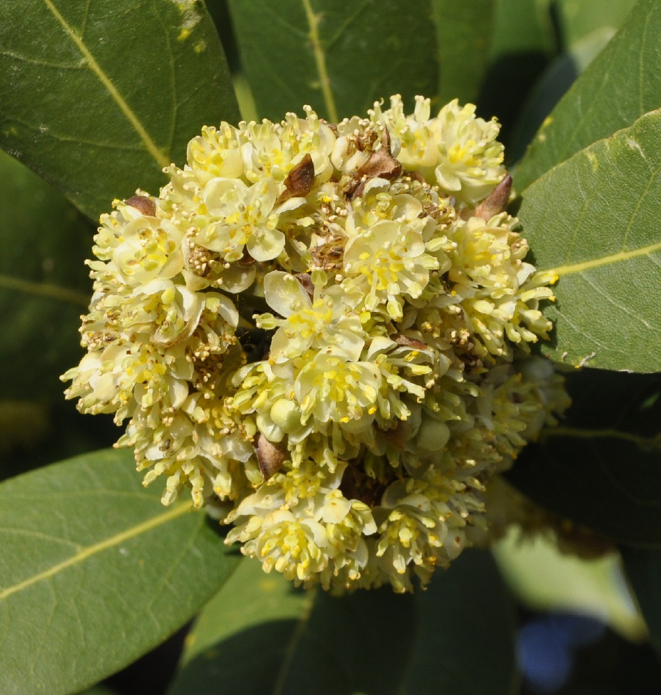 Image of Laurus nobilis specimen.