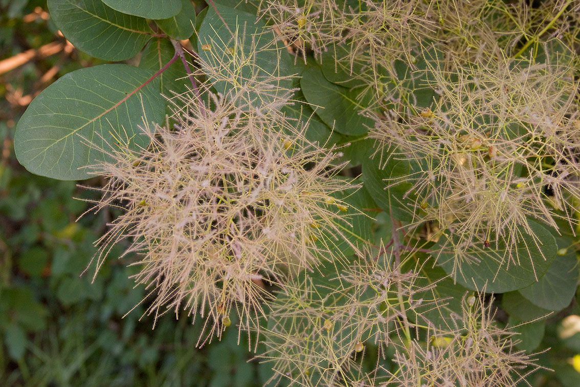 Image of Cotinus coggygria specimen.