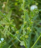 Lappula squarrosa