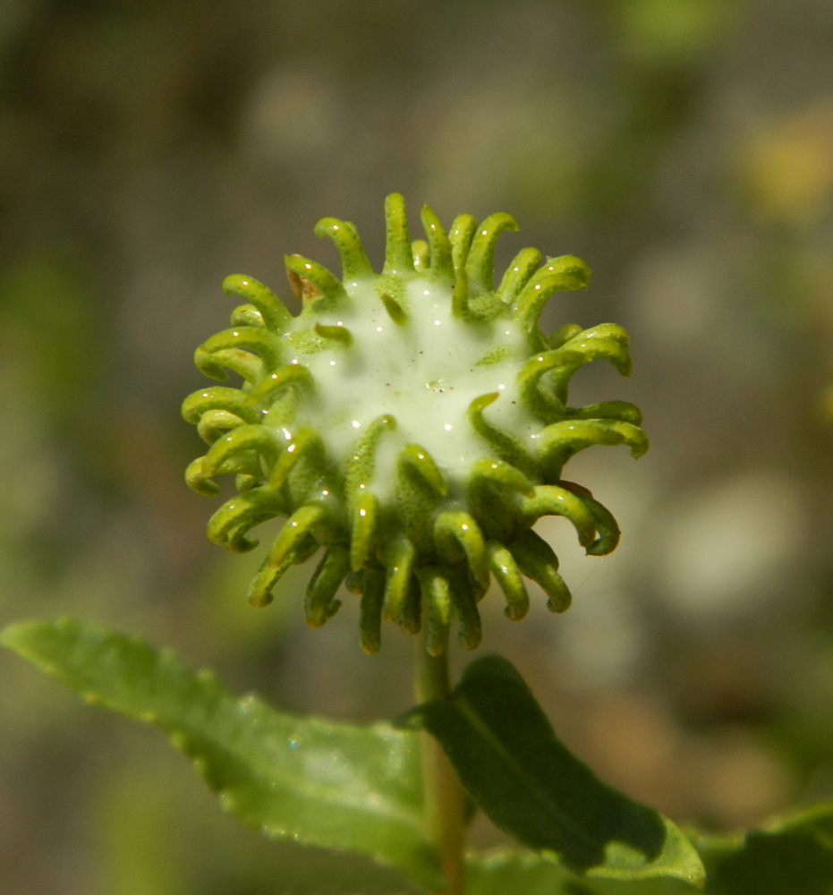 Image of Grindelia squarrosa specimen.