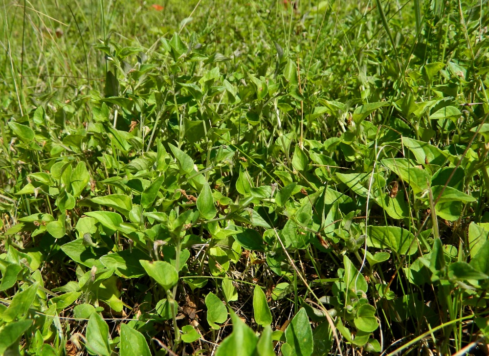 Изображение особи Viola mirabilis.