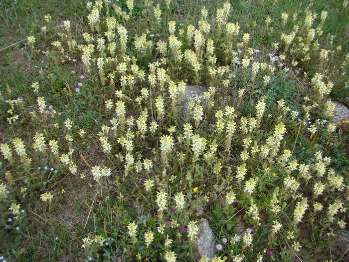 Image of Pedicularis ludwigii specimen.