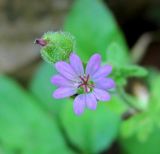 Geranium molle