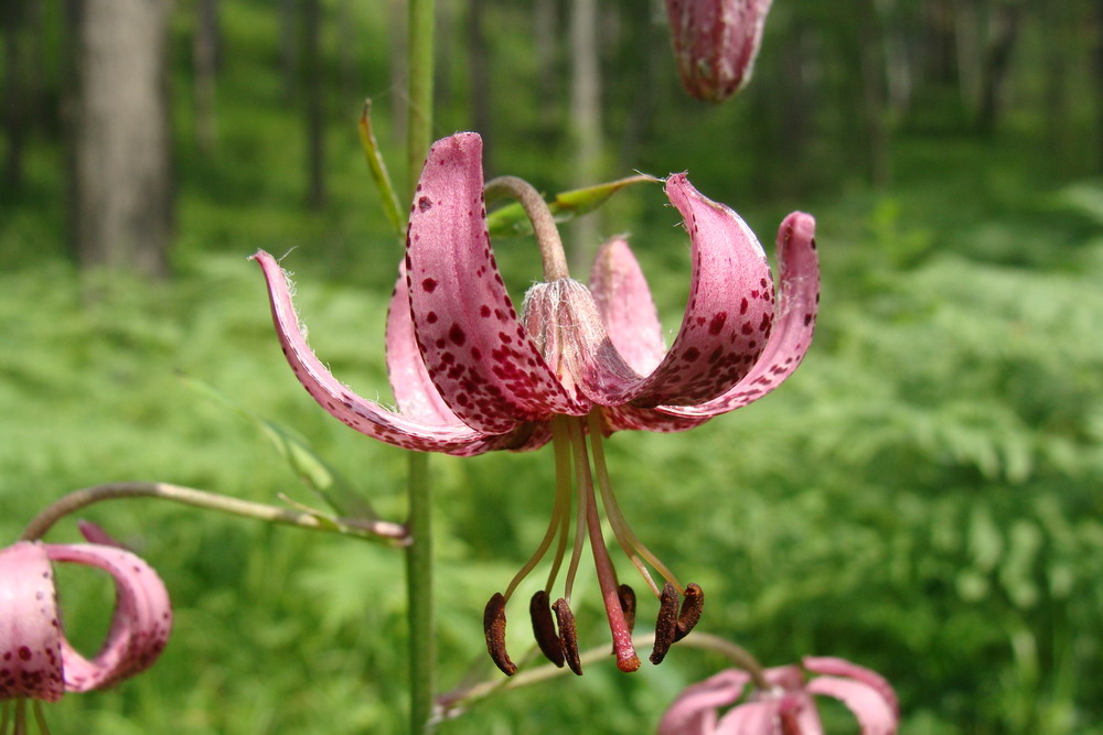 Image of Lilium pilosiusculum specimen.