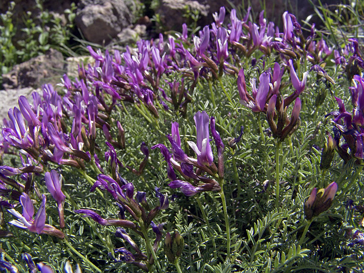 Изображение особи Astragalus pachyrrhizus.