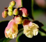 Symphoricarpos × chenaultii