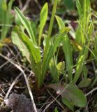 Leontodon hispidus ssp. hastilis