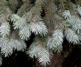 Picea форма glauca