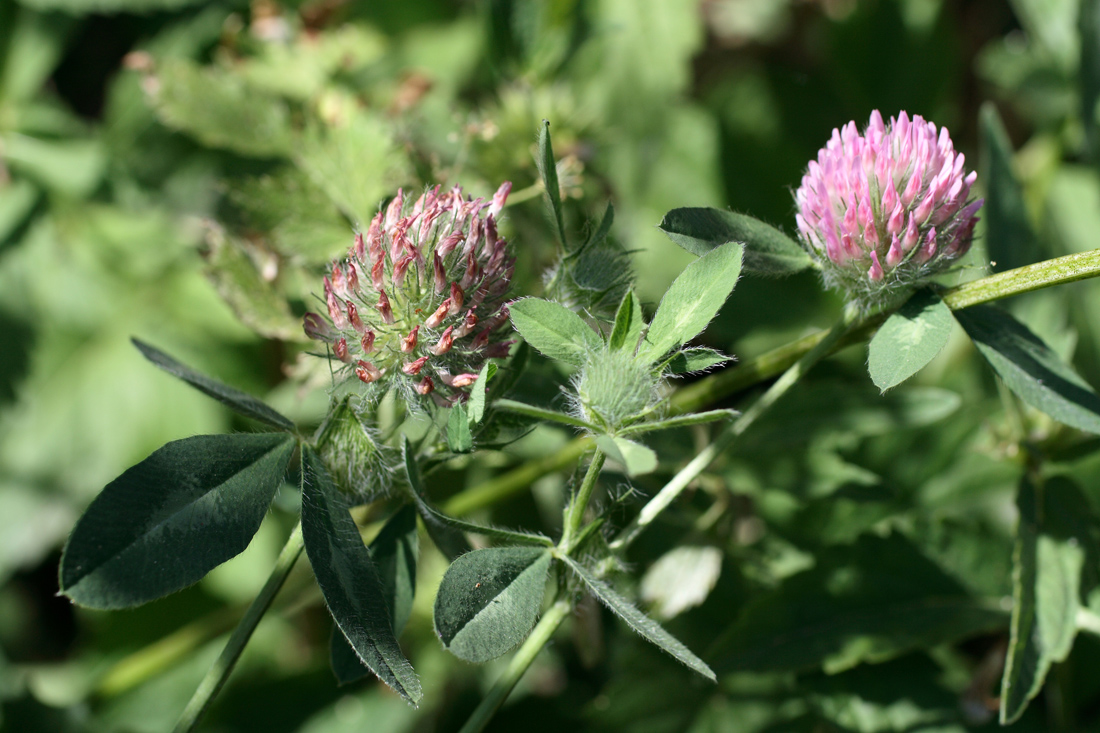 Image of Trifolium pratense specimen.