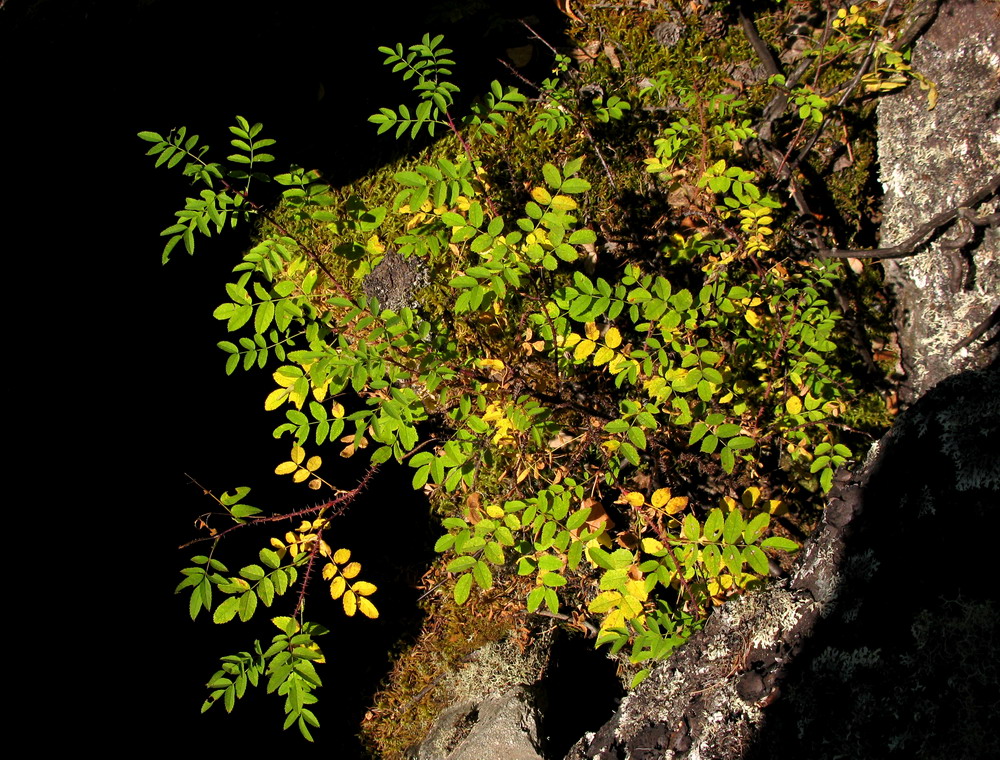 Image of Rosa oxyacantha specimen.