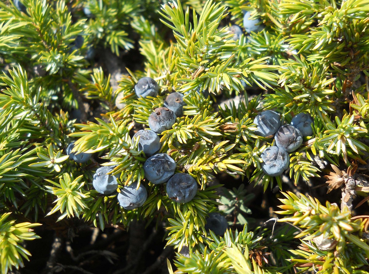 Image of Juniperus hemisphaerica specimen.