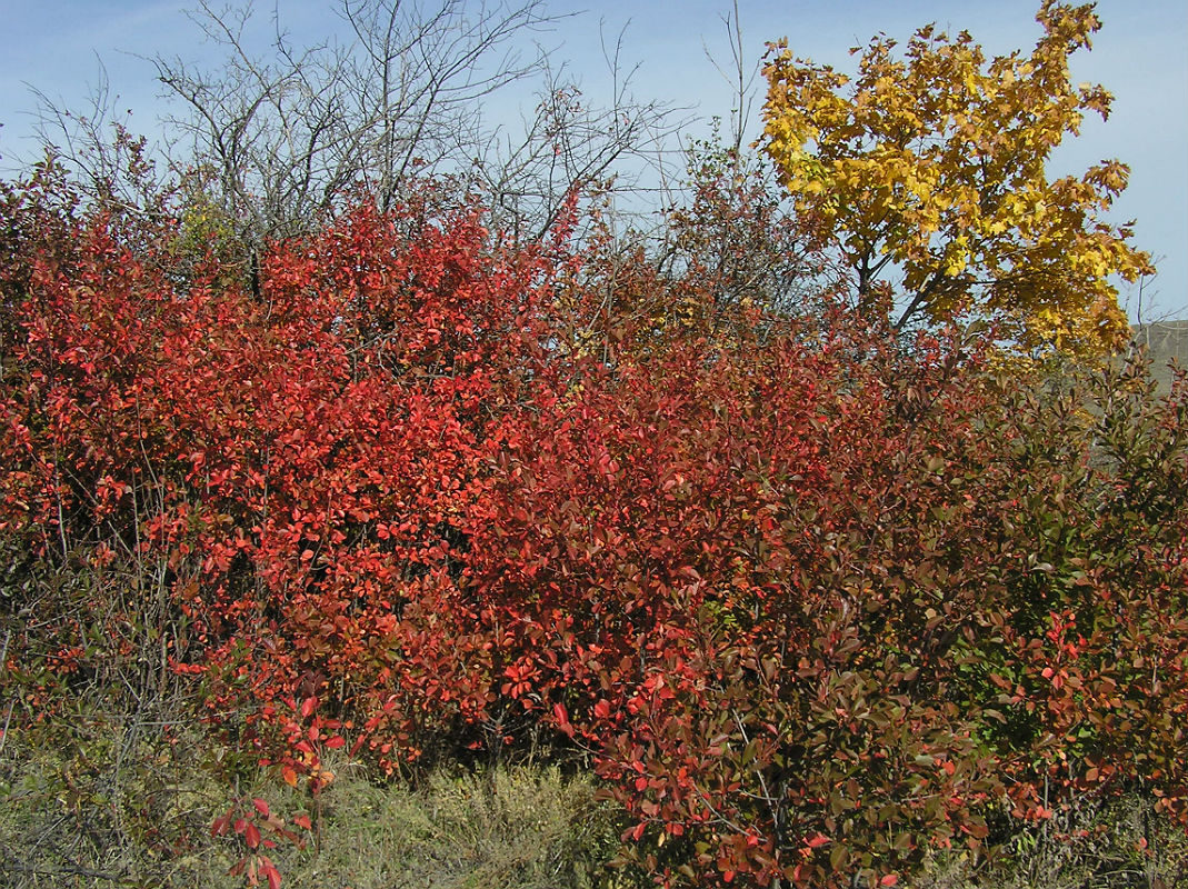 Изображение особи Cerasus vulgaris.