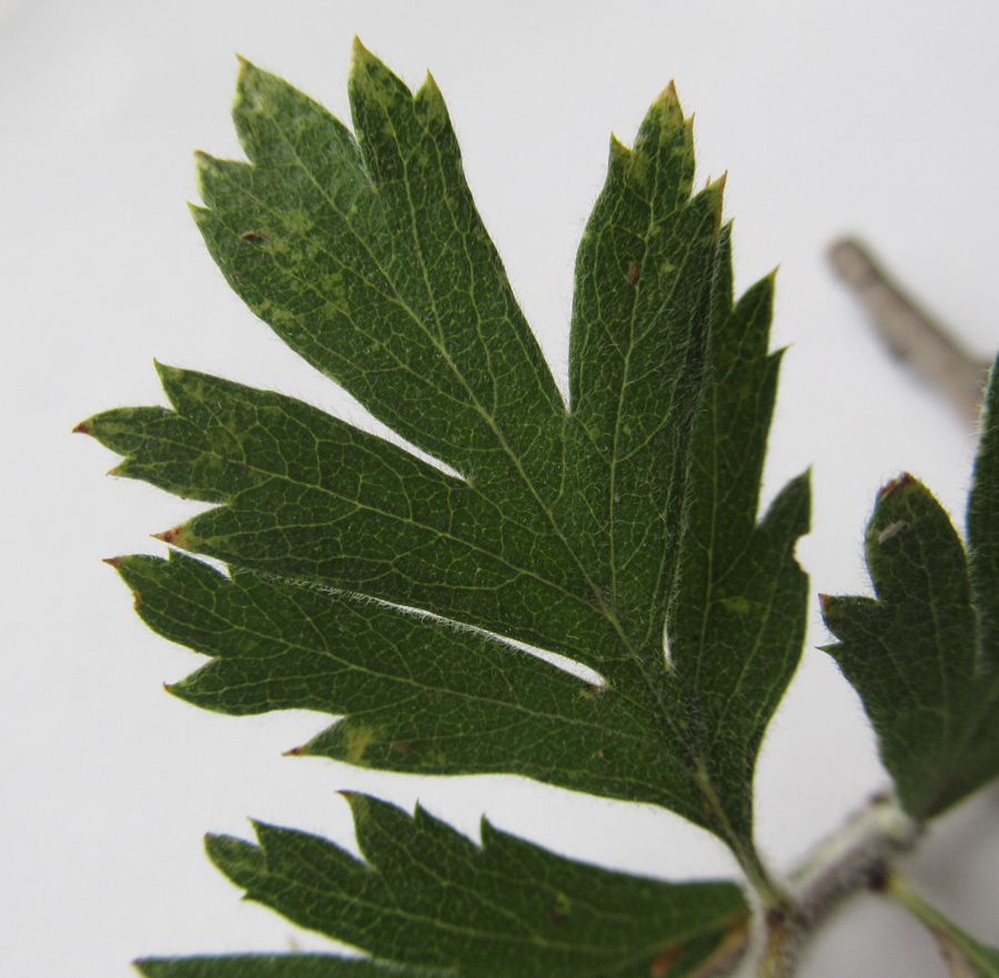 Image of Crataegus orientalis specimen.