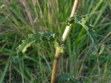 Senecio paucifolius