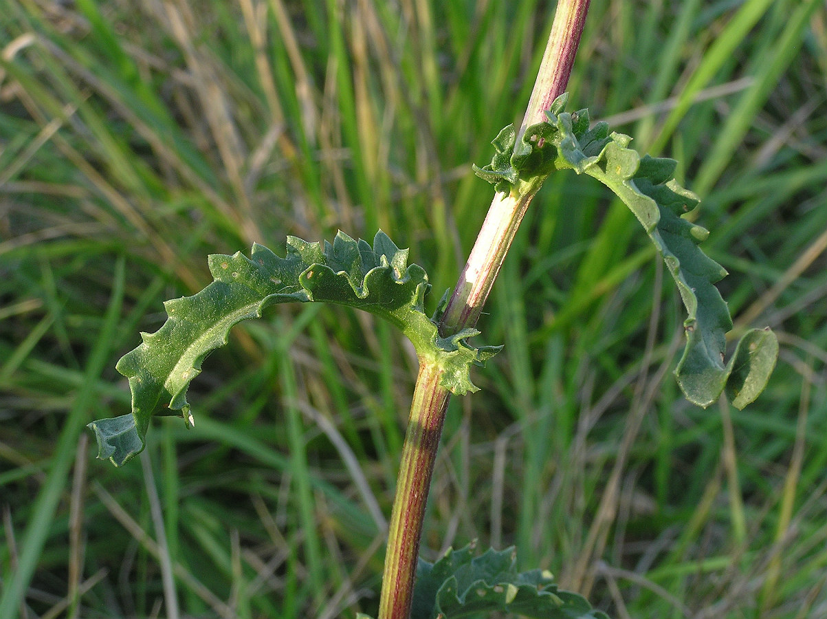 Image of Senecio paucifolius specimen.