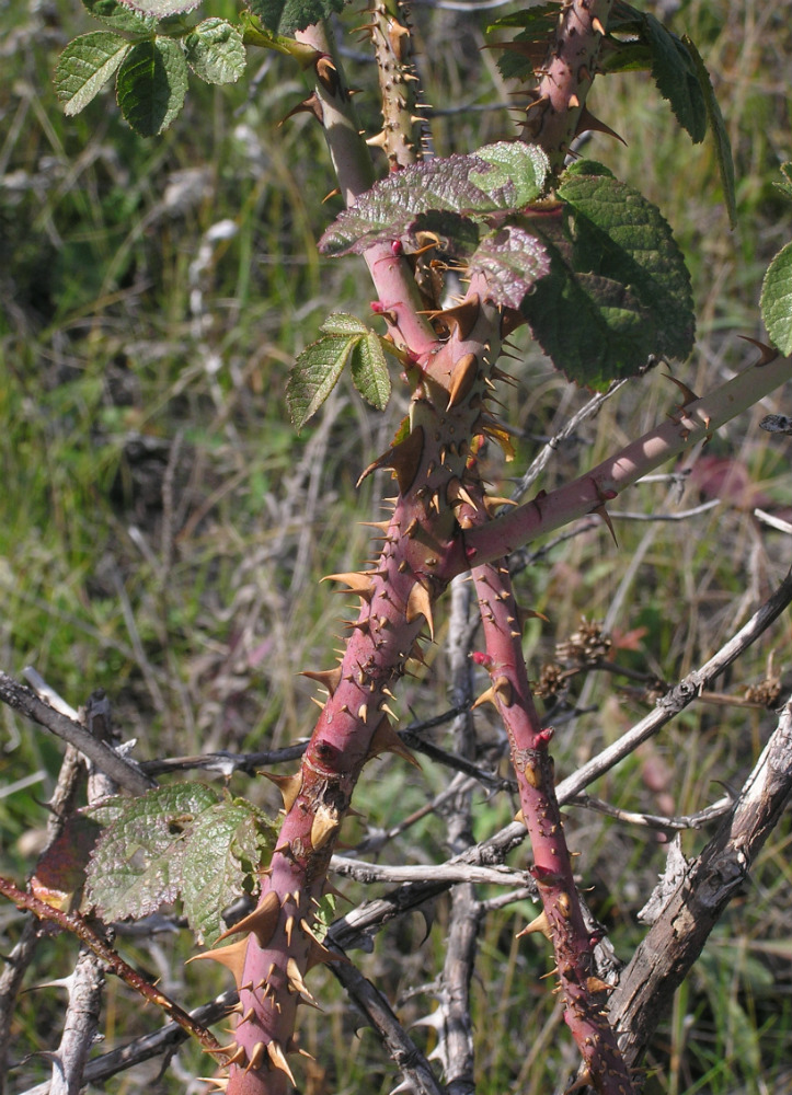 Изображение особи Rosa rubiginosa.