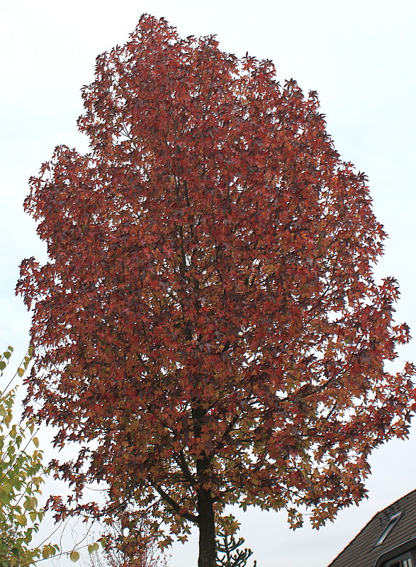 Изображение особи Liquidambar styraciflua.