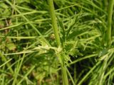 Valeriana amurensis