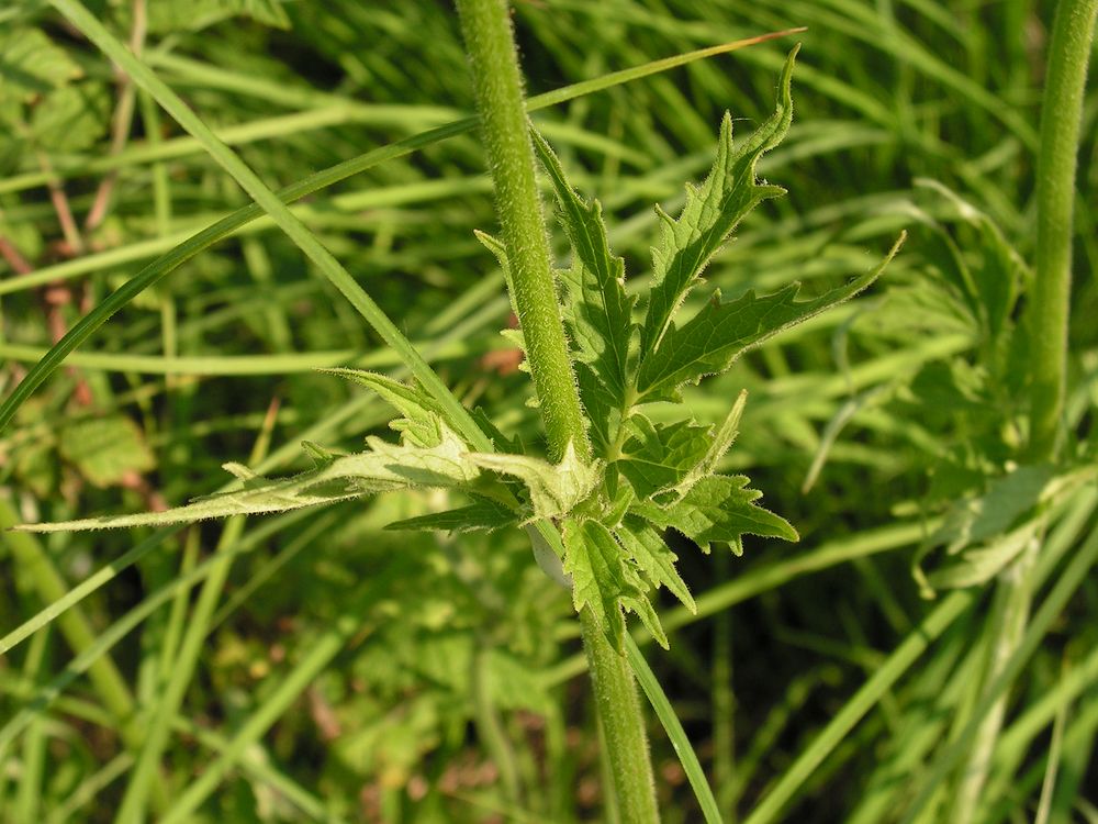 Изображение особи Valeriana amurensis.