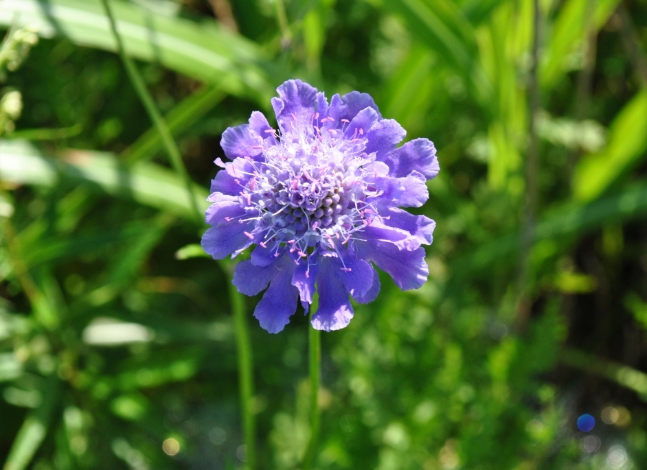 Изображение особи Scabiosa lachnophylla.