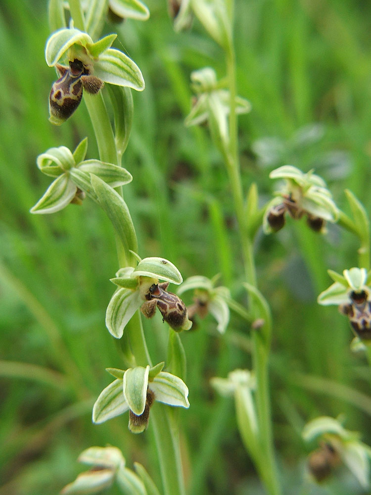 Image of Ophrys umbilicata specimen.