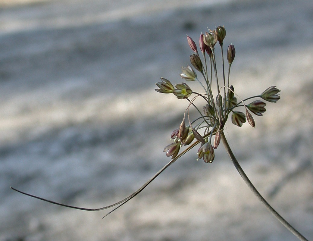 Image of Allium tardiflorum specimen.