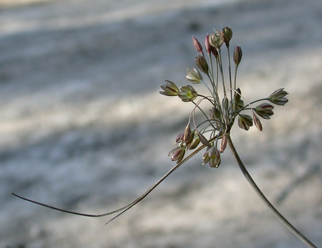 Изображение особи Allium tardiflorum.