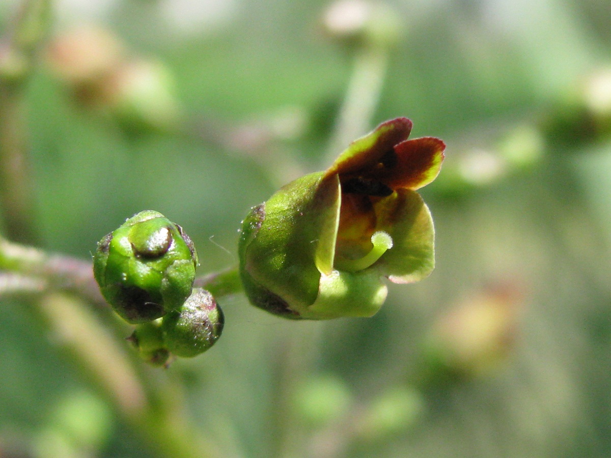 Изображение особи Scrophularia nodosa.