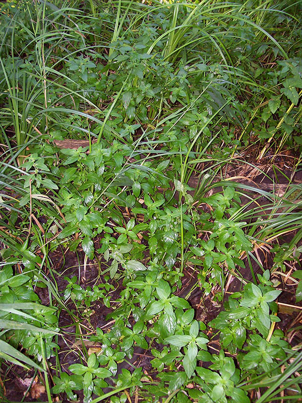 Image of Mentha arvensis specimen.