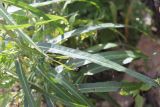 Lactuca indica