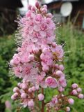 Spiraea salicifolia