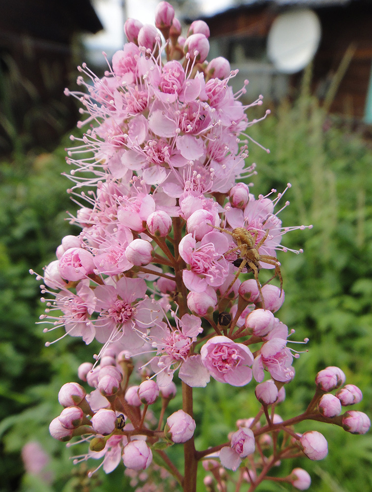 Изображение особи Spiraea salicifolia.